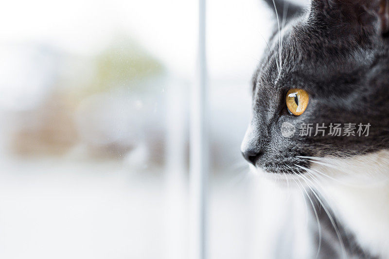 灰猫向窗外看的特写