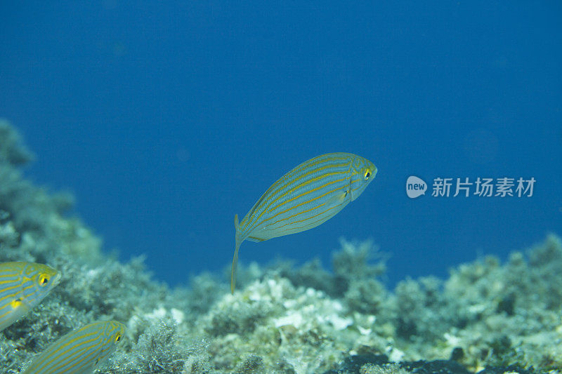 海洋生物水下鱼类水肺潜水员视角地中海