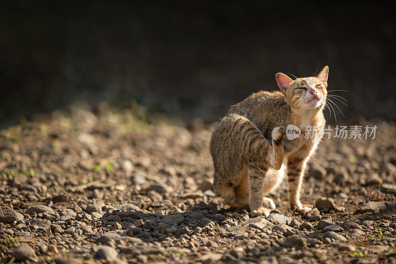 在阳光明媚的日子里，猫在室外刨地