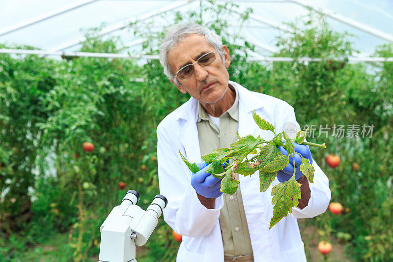 在温室中观察植物的成熟农学家