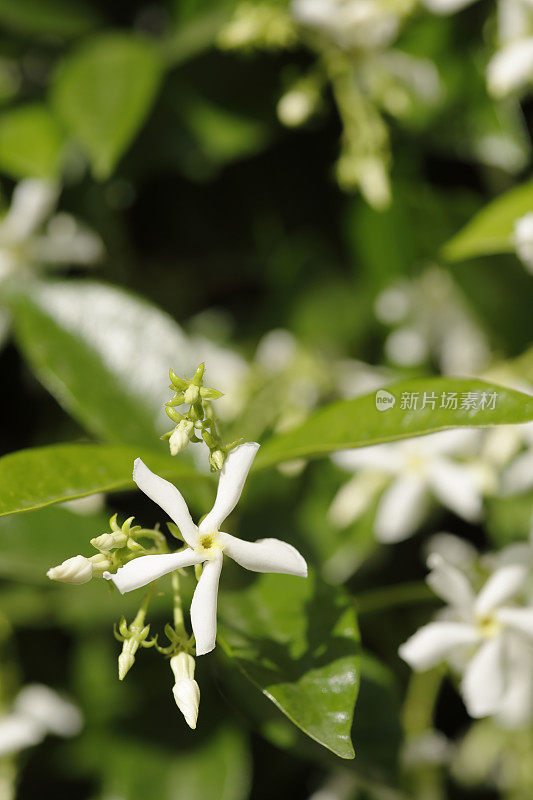 明星茉莉花