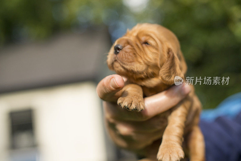 新生的幼犬