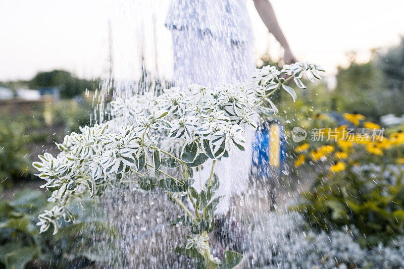 女人花浇水