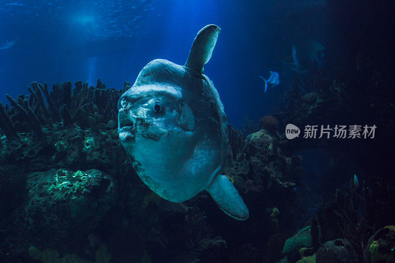 大水族馆里的海洋生物