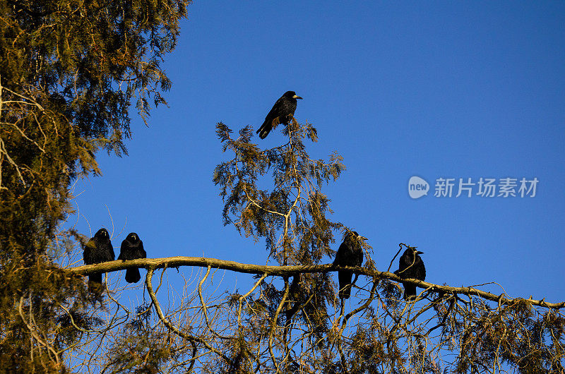 乌鸦在杜嘉树枝上