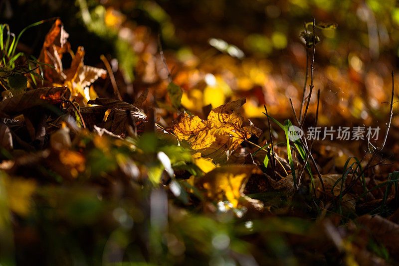 秋天的树叶在明亮的阳光下