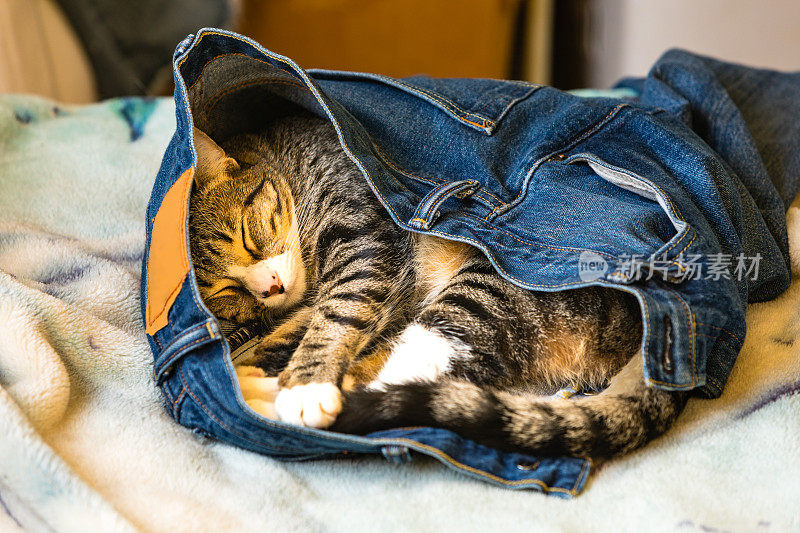一只可爱的小猫穿着别人的蓝色牛仔裤睡在床上