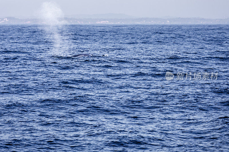 蓝鲸浮出水面