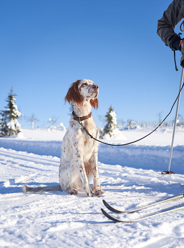 挪威奥普兰郡，英国雪达犬坐在越野滑雪板旁边的雪地上