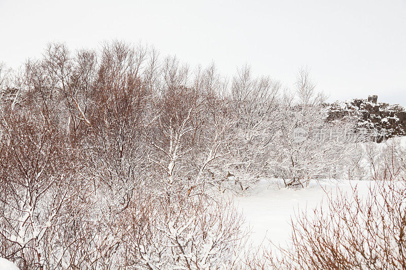 Thingvellir国家公园或更著名的冰岛pingvellir国家公园在冬天