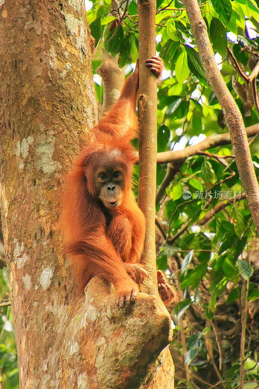 年幼的苏门答腊猩猩坐在树上