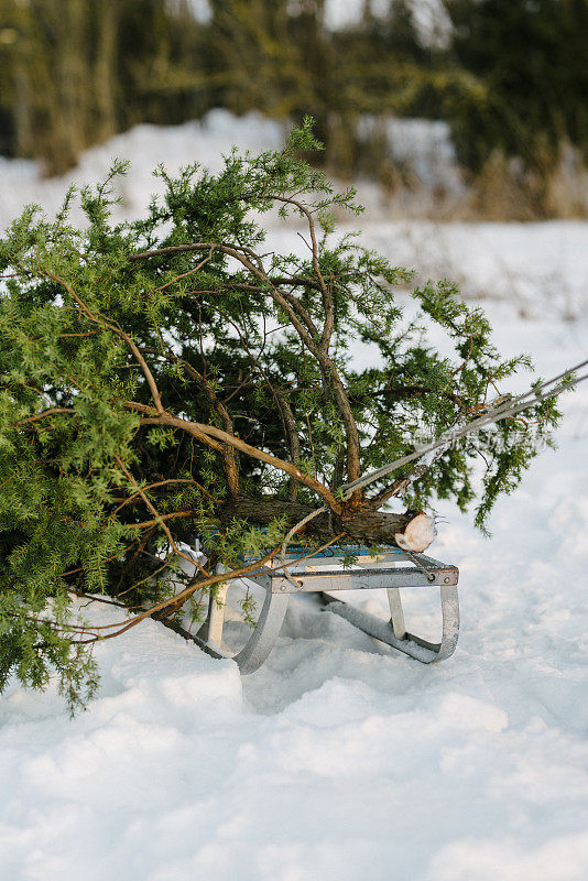 圣诞树在雪橇上