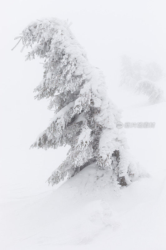 雾气弥漫的群山中，一棵被皑皑白雪覆盖的常青树