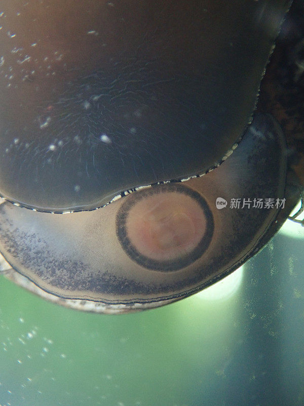 斑马Nerite蜗牛
