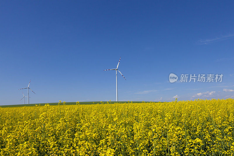 发电风车和油菜田