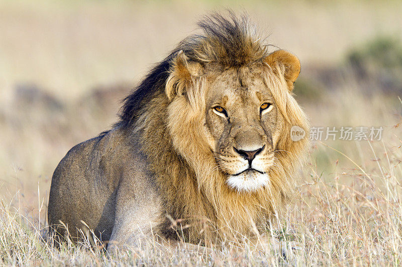 休息的狮子，马赛马拉，肯尼亚