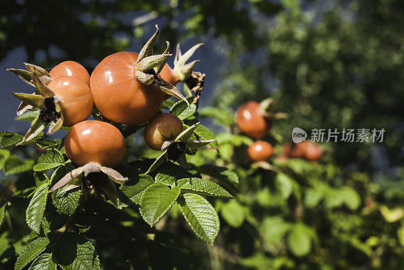 蔷薇，果实，成熟，特写