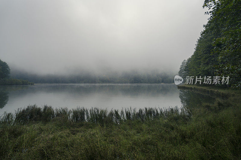 黎明时分湖面上的薄雾，树木和倒影