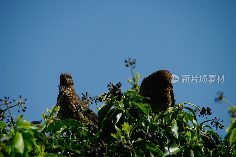 黑鸟在顶部的灌木丛