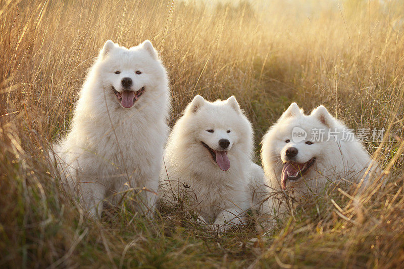 萨摩耶犬(秋天)