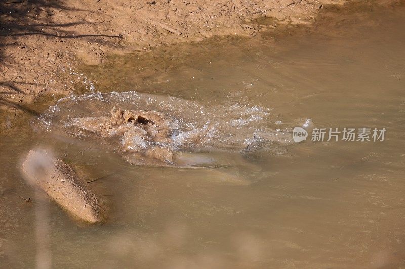 鱼在Llobregat河溅水