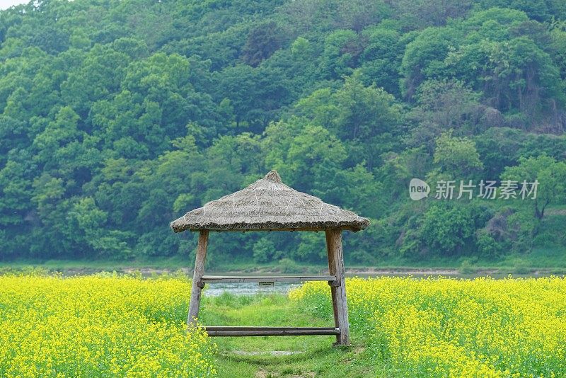 汉江油菜花节