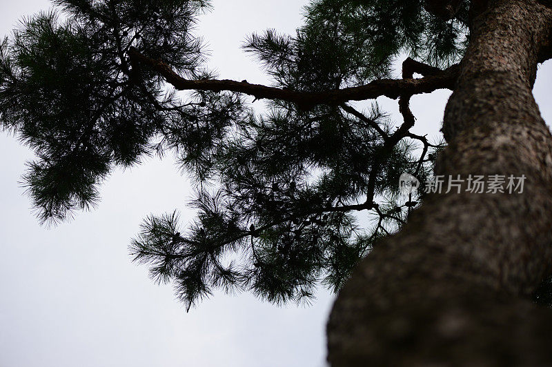 韩国红松树