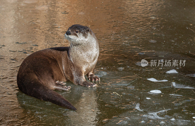 坐在冰上的欧洲水獭