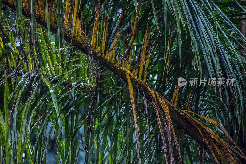 雨滴和棕榈树叶