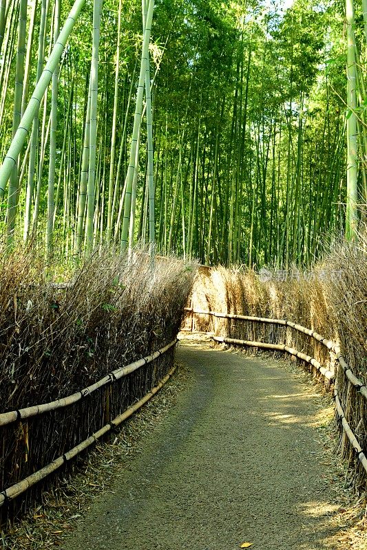 京都佐野的竹林