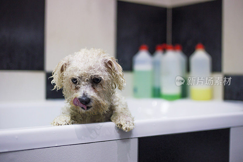 狗狗在美容院洗澡