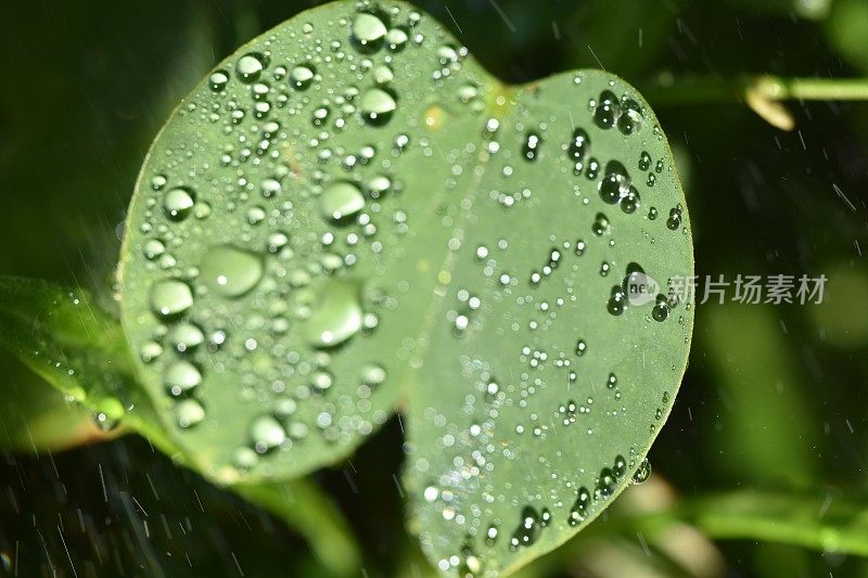 绿叶上的水滴