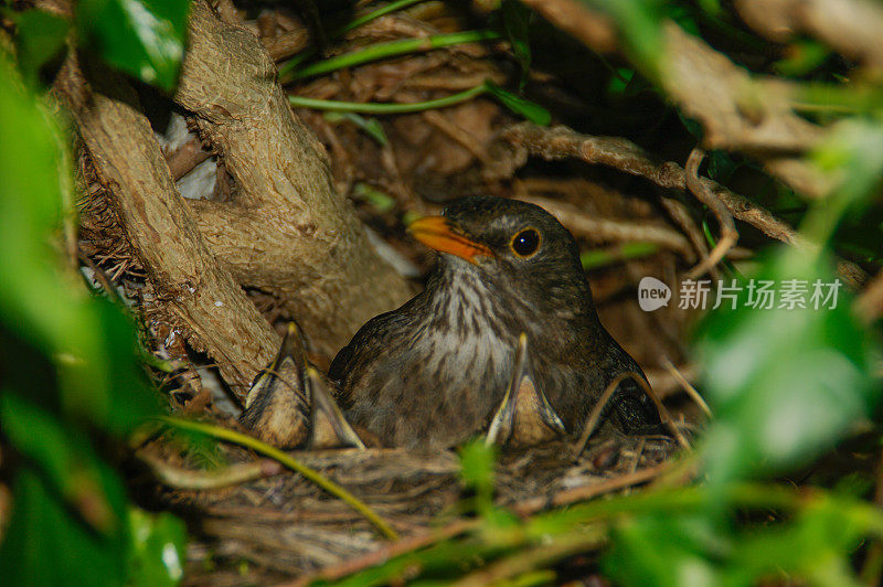 黑鸟和小鸡