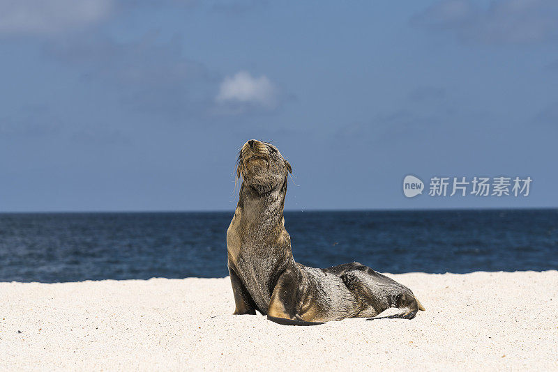 加拉帕戈斯群岛的海狮