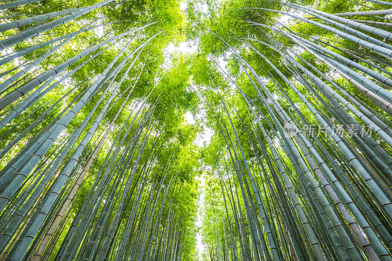 日本京都的岚山竹林