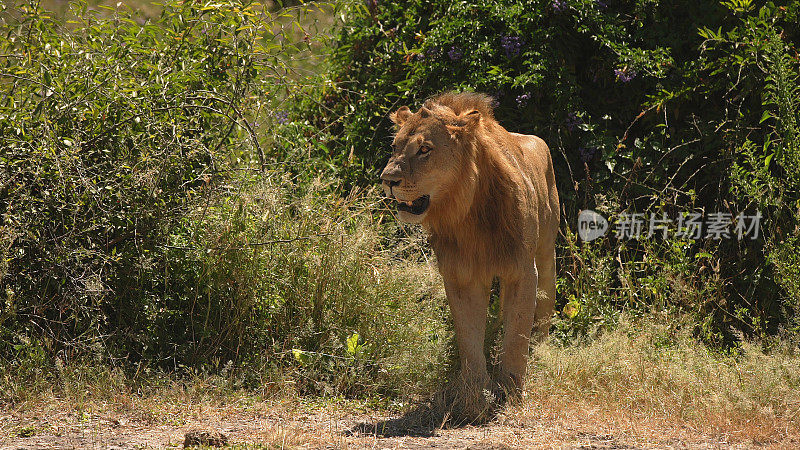 野生非洲狮