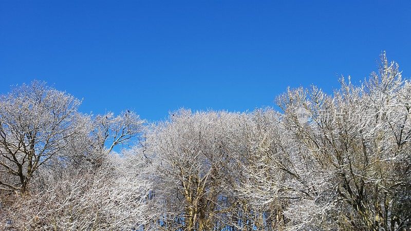 白雪皑皑的树木映衬着蓝天