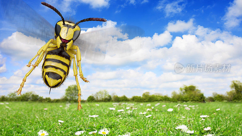 黄蜂的攻击