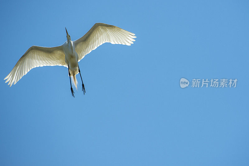 大白鹭在飞行中的埃尔霍恩沼泽靠近筑巢区