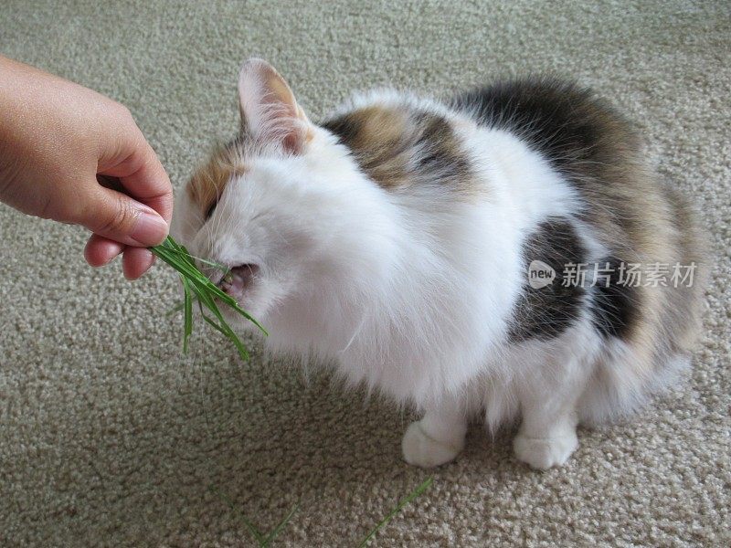 猫吃草