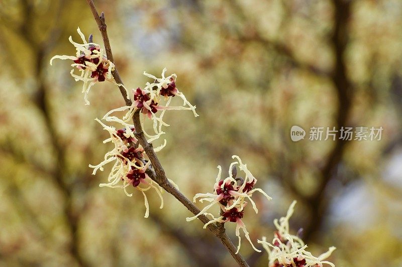 东京的黄色樱花