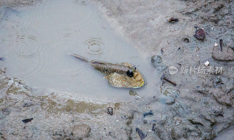 马来西亚:泥鳅