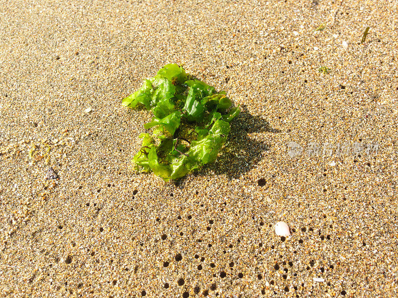 沙滩上绿色的海藻