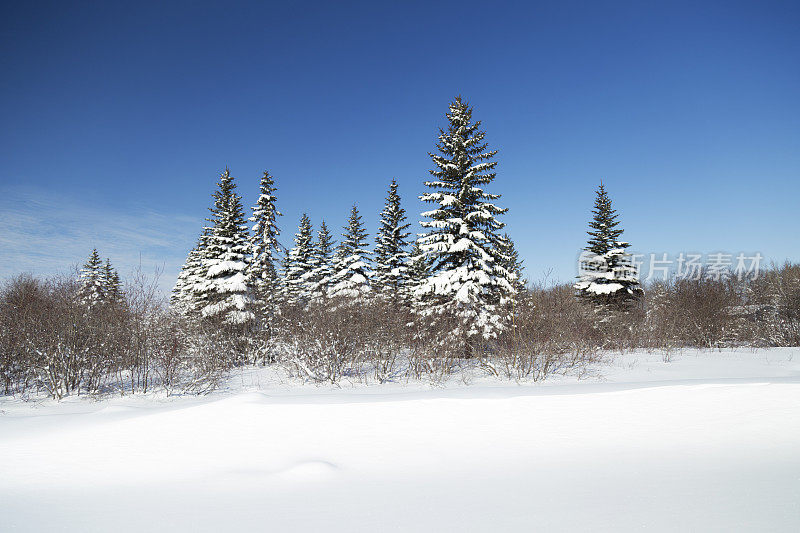 冰雪林地景观