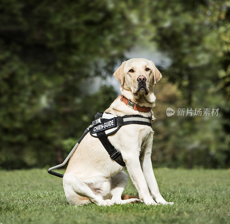 导盲犬拉布拉多寻回犬，2岁，在公园里