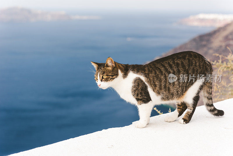 希腊圣托里尼岛的流浪猫