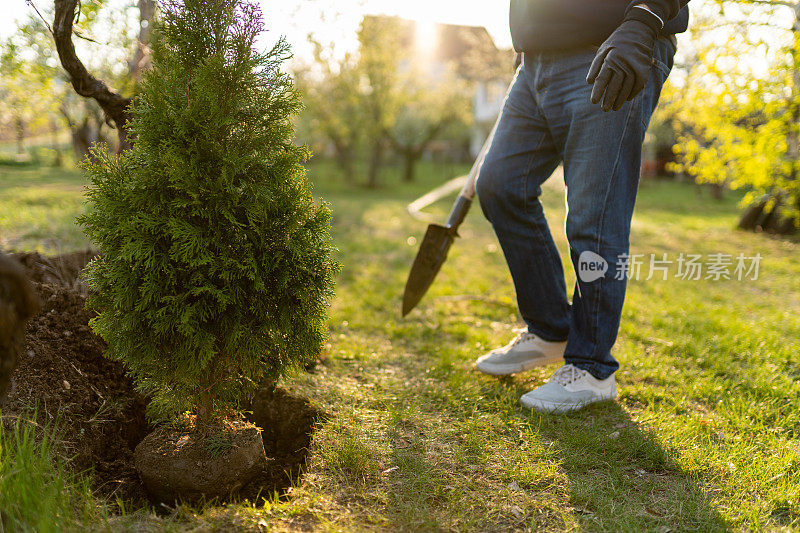 种植常青树