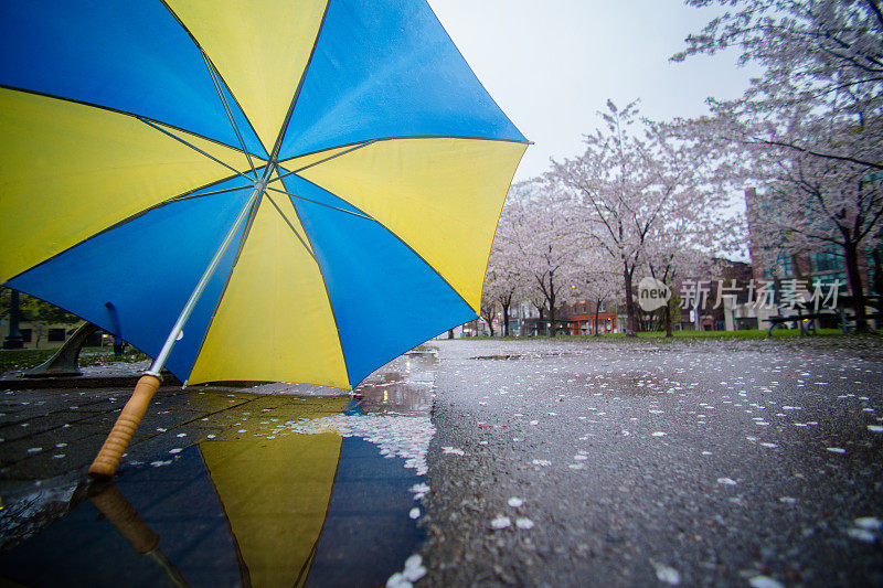 雨伞映在公园里