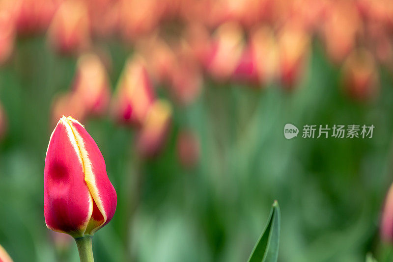 在加拿大郁金香节在专员公园，加拿大渥太华的雨滴单郁金香特写