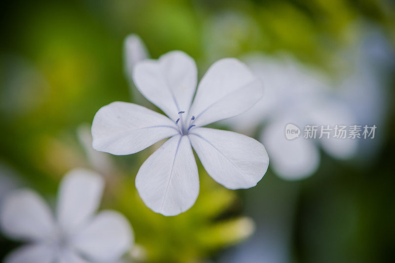 美丽的仙子花